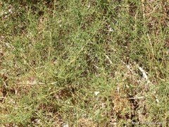 Salsola oppositifolia