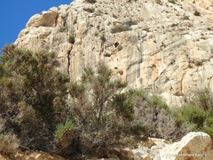 Salsola oppositifolia