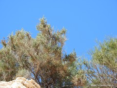 Salsola oppositifolia