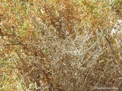 Salsola oppositifolia
