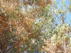 Salsola oppositifolia
