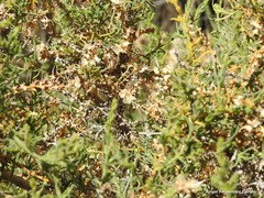 Salsola oppositifolia