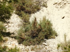 Salsola oppositifolia