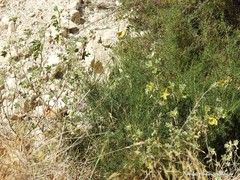 Salsola oppositifolia