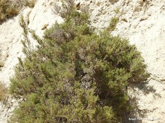Salsola oppositifolia