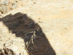 Avena sterilis sterilis