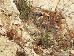 Echium creticum