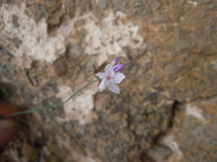 Limonium tenellum