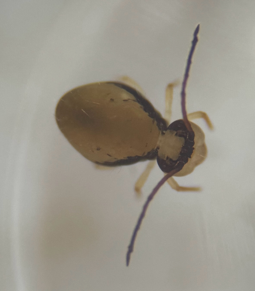 Dicyrtoma hageni