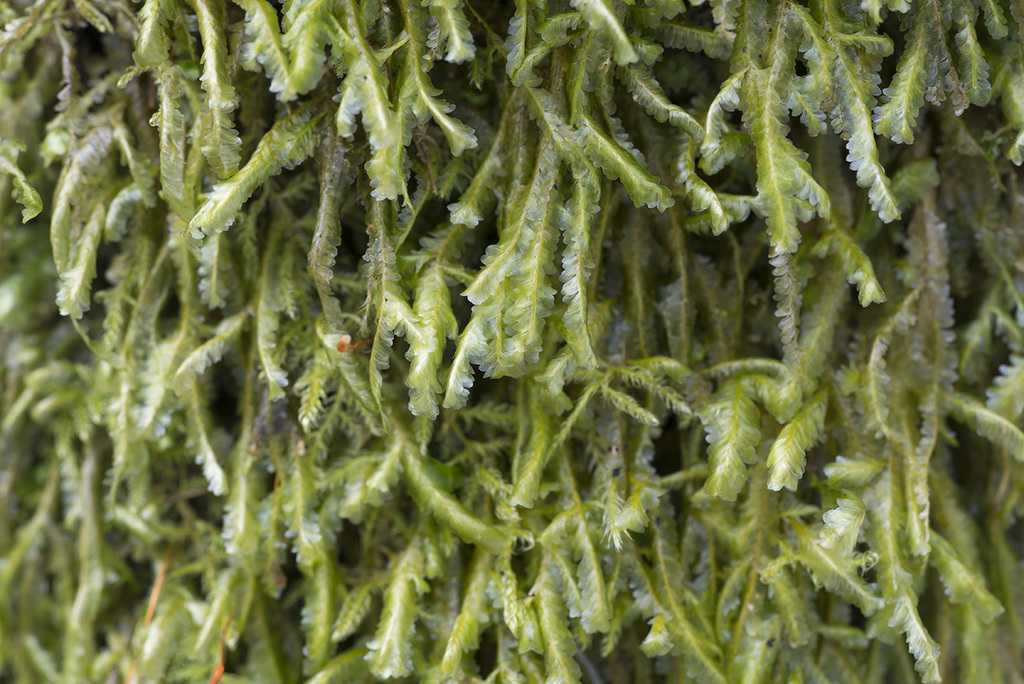 Homalia trichomanoides (Homalia trichomanoides)
