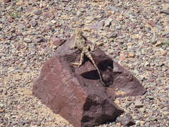 Phrynocephalus versicolor