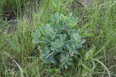 Argyrolobium baptisioides