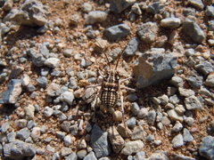 Bradyporinae