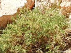 Salsola oppositifolia