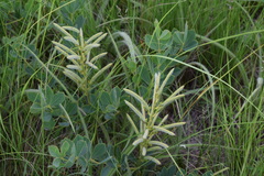 Argyrolobium baptisioides