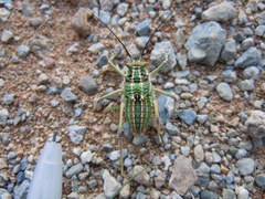 Bradyporinae
