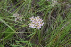 Asclepias flexuosa