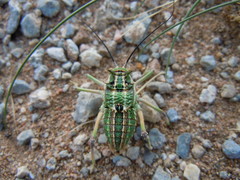 Bradyporinae