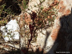 Salsola oppositifolia