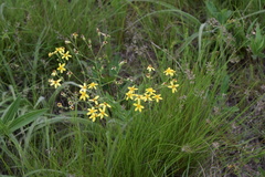 Senecio glaberrimus