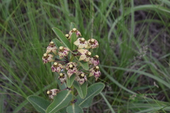 Pachycarpus asperifolius