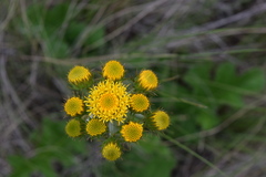 Berkheya umbellata