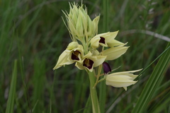 Eulophia welwitschii