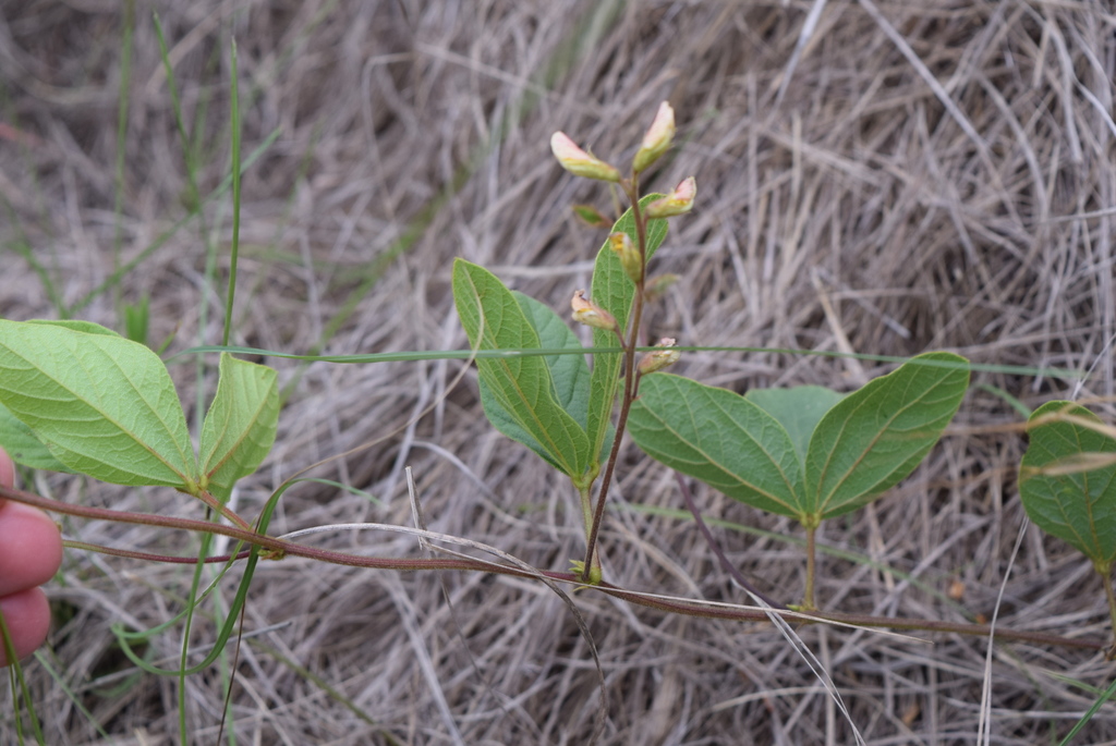 Rhynchosia reptabunda