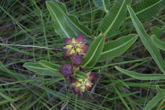 Pachycarpus concolor