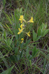 Argyrolobium baptisioides