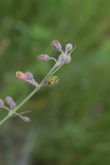 Aspidoglossum woodii