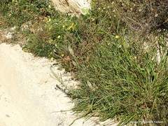 Reseda alba