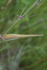 Aspidoglossum woodii