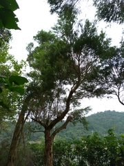 Melaleuca alternifolia