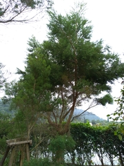 Melaleuca alternifolia