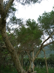 Melaleuca alternifolia