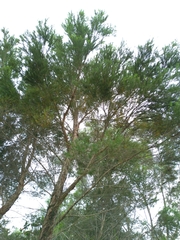 Melaleuca alternifolia