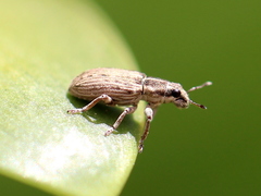 Sitona discoideus
