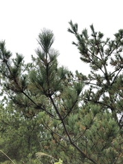 Pinus
