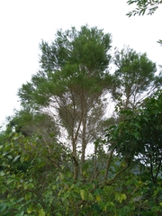 Melaleuca alternifolia