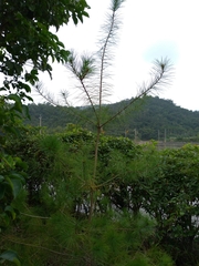 Pinus morrisonicola
