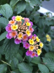 Lantana camara