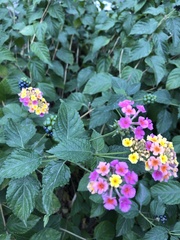 Lantana camara