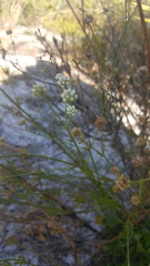 Eryngium cuneifolium