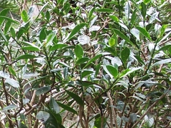 Chassalia gaertneroides