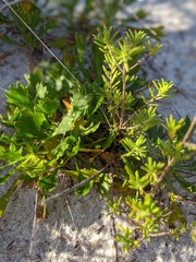 Eryngium cuneifolium