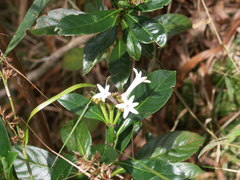 Chassalia gaertneroides