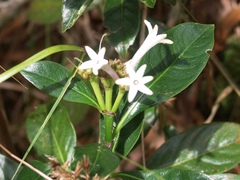 Chassalia gaertneroides