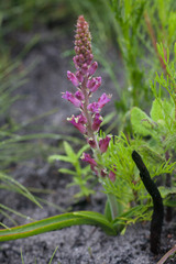 Lachenalia salteri
