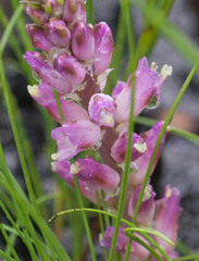 Lachenalia salteri